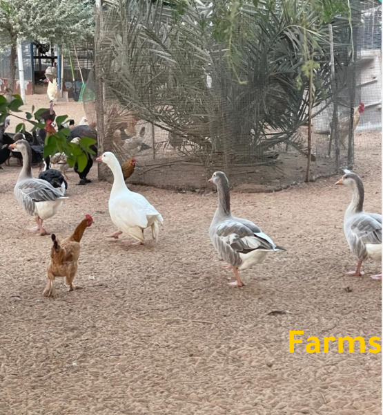 للبيع مزرعة فى راس الخيمة  فيلا ومسبح